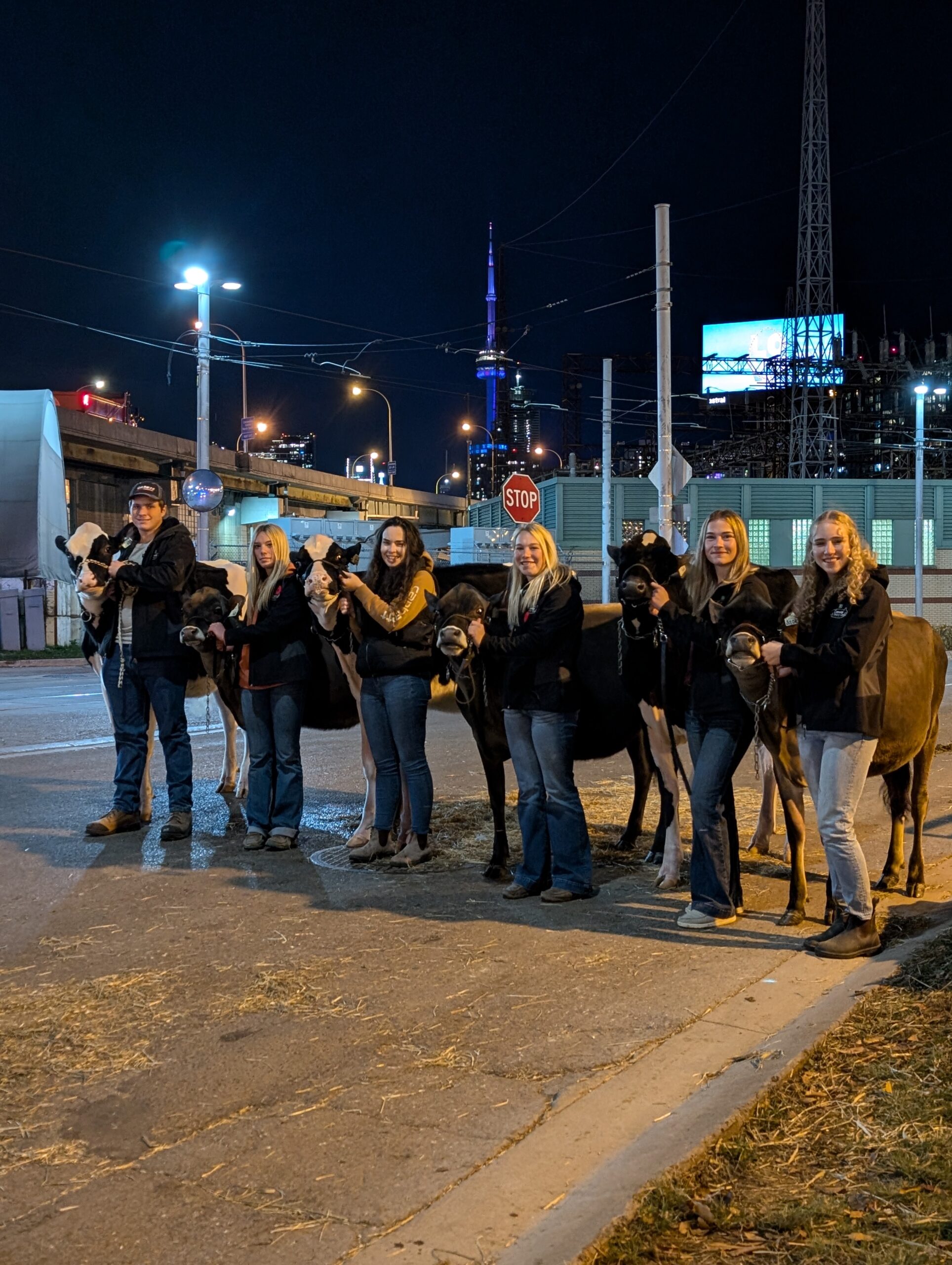Six jeunes, chacun portant la bride d’une vache laitière, sur une rue urbaine en soirée.